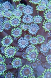 Goniopora