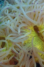 Catalaphyllia
