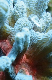 Oxypora