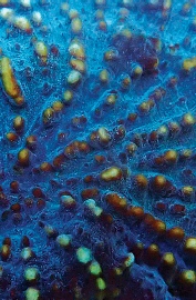 Oxypora