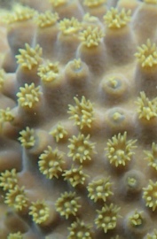 Turbinaria